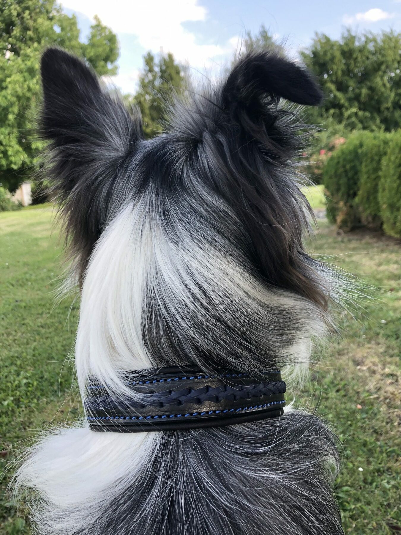 Collier en cuir tressé pour chien – Image 3