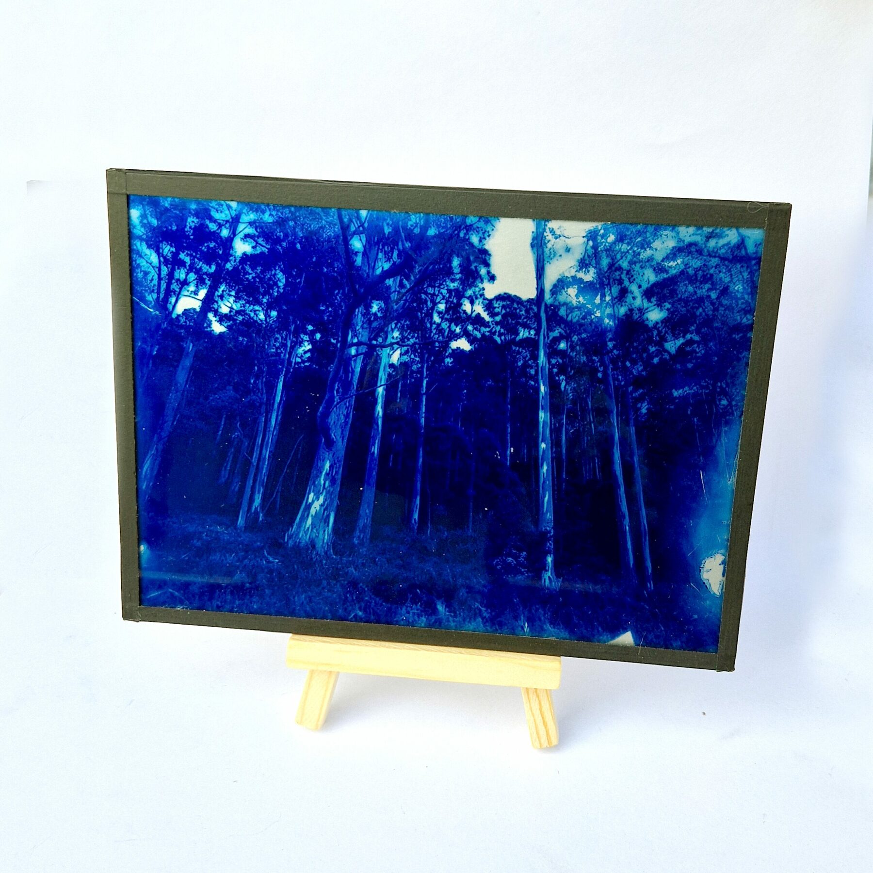 Cyanotype sur Verre - Forêt