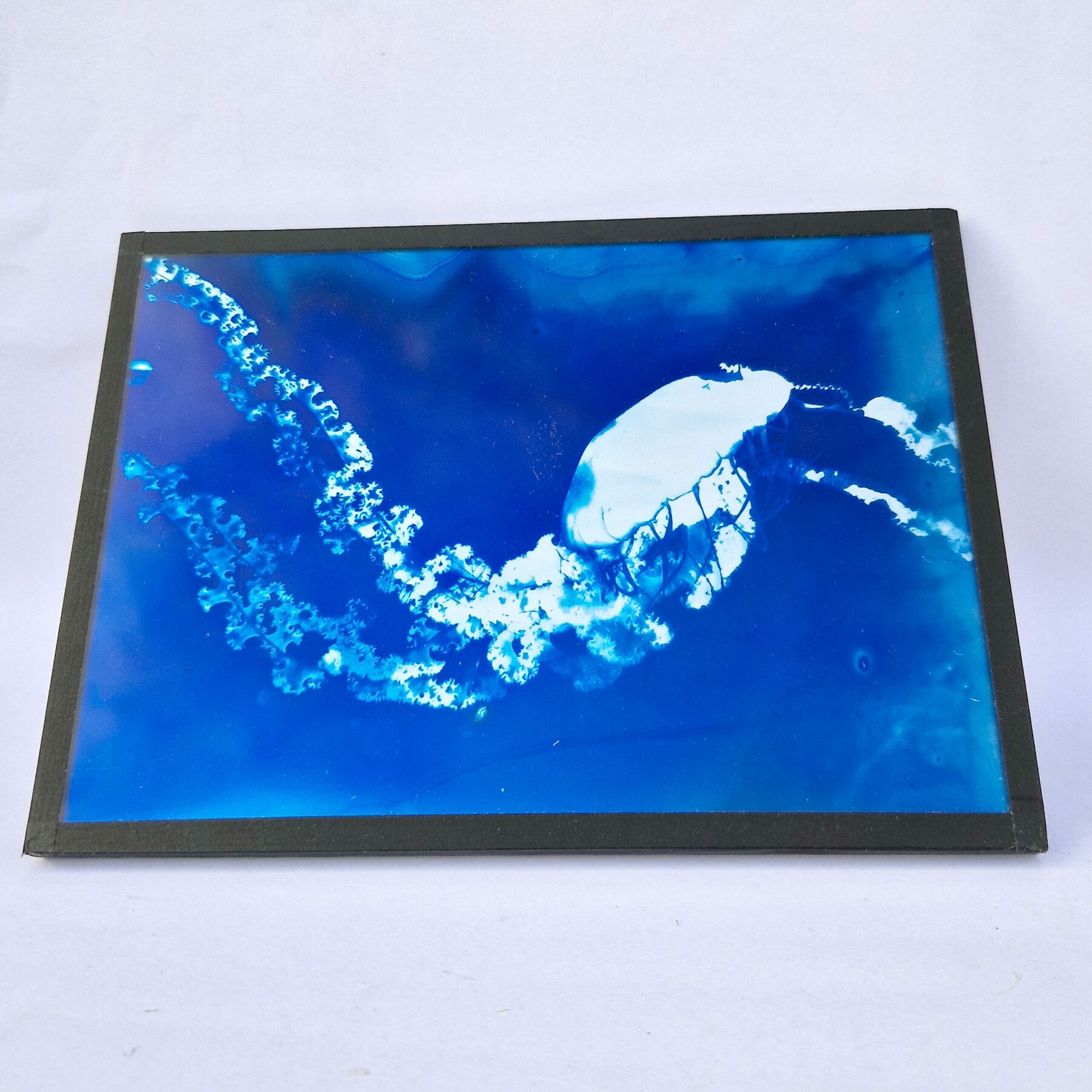 Cyanotype sur Verre - Méduse 09 – Image 2
