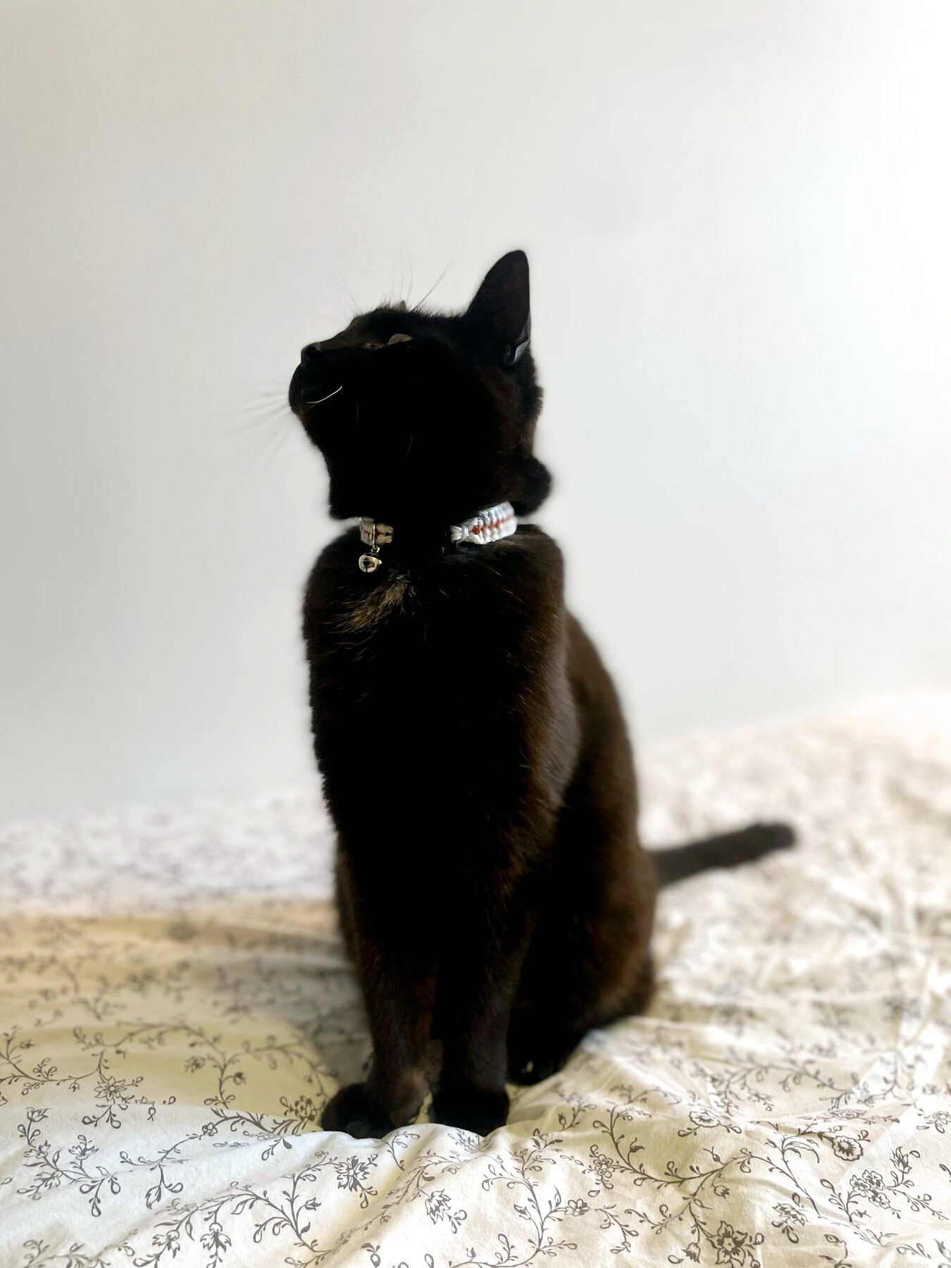 collier chat blanc/terracotta