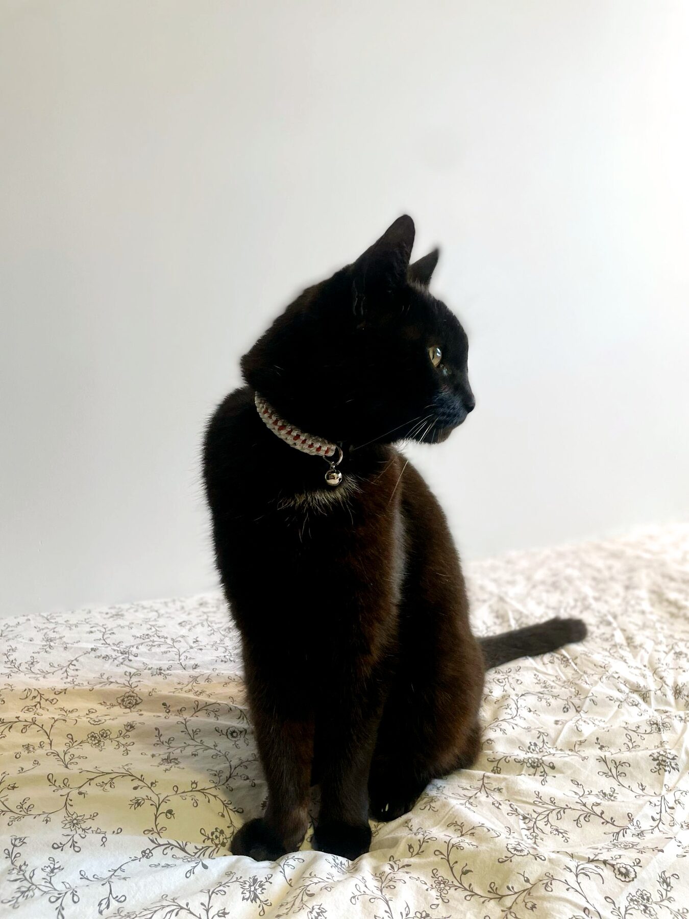 collier chat blanc/terracotta