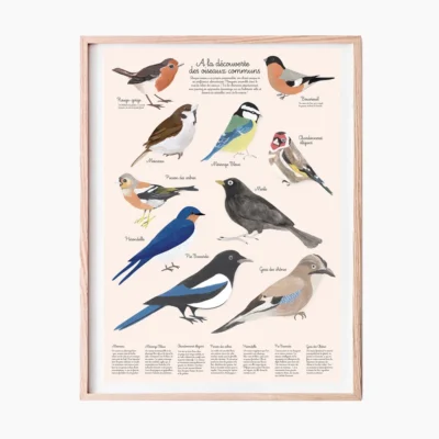 Les oiseaux du jardin 10 espèces illustrées à la main, pour apprendre leur nom